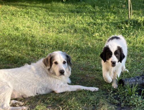 Pyrenäenberghund-Welpen zu verkaufen