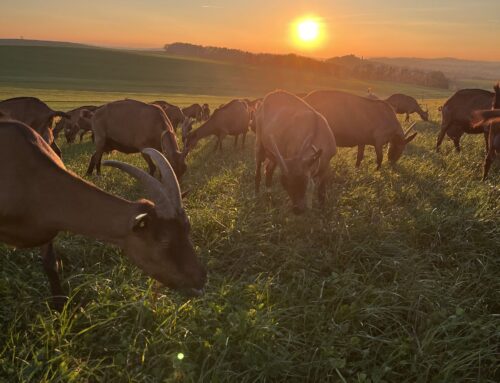 Die Ziegenkäsesaison geht zu Ende